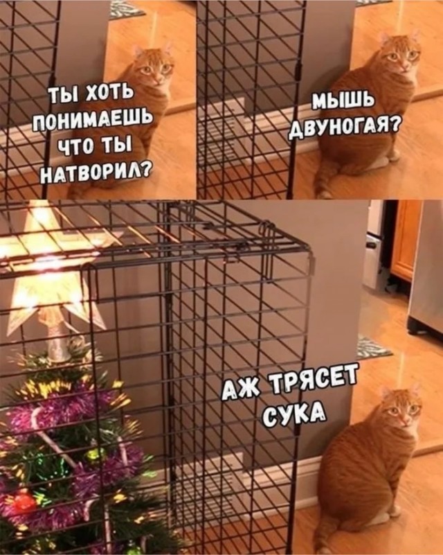 Кот и елка