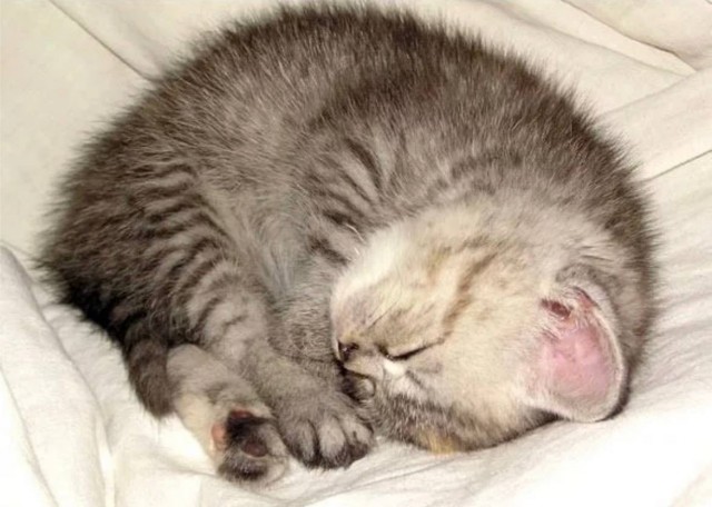 Сегодня отмечается самый уютный праздник