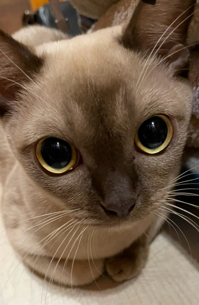 Вот и мой кот
