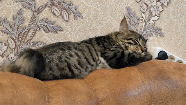 К котофторнику