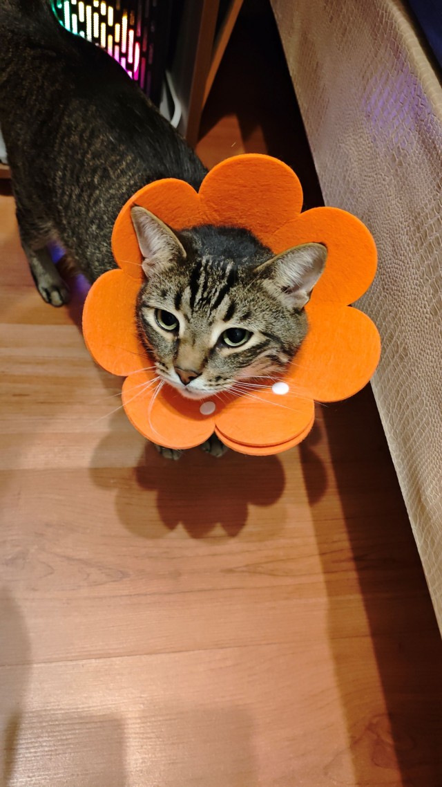 Воротник для кота