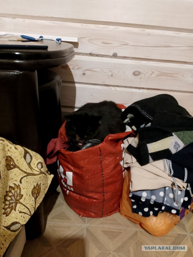 История одного котенка