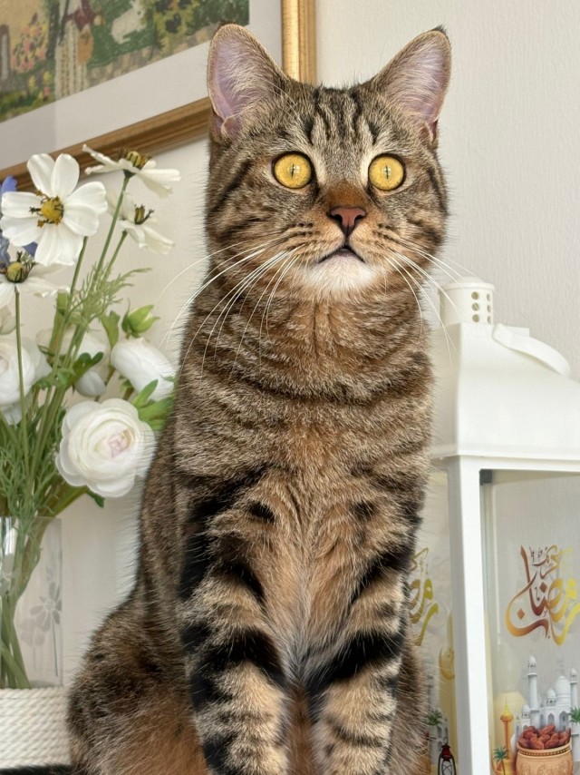 Рандомных фото котов тред