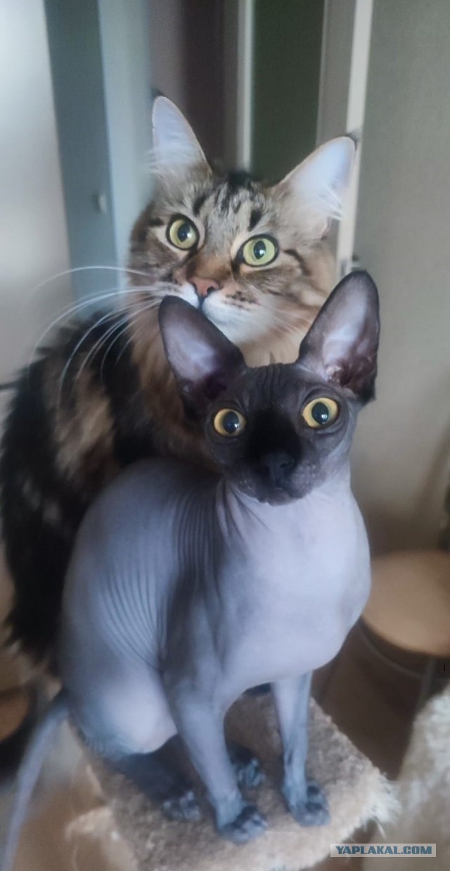 Мой медитативный тестроген