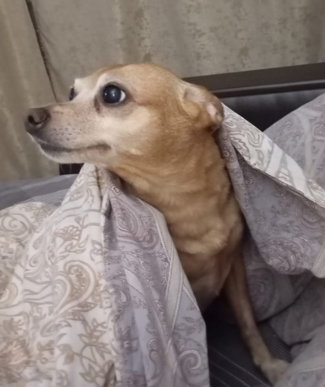 У каждого свой рыжик