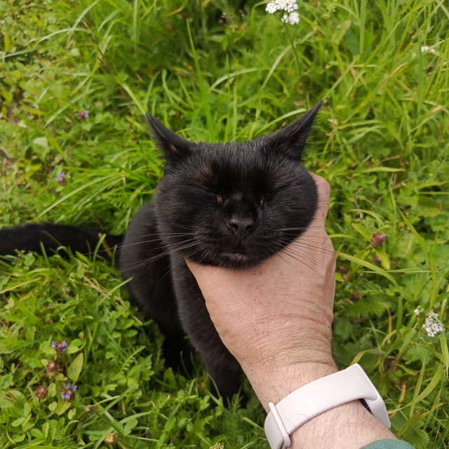 Мы вдвоём с котом