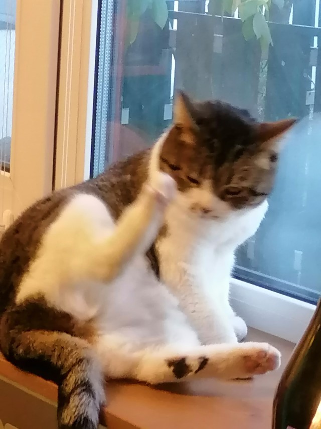 Котовторник