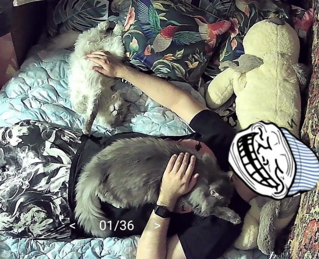 Котики в добрые руки