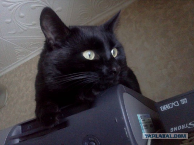 Котовторник 8.10.2013