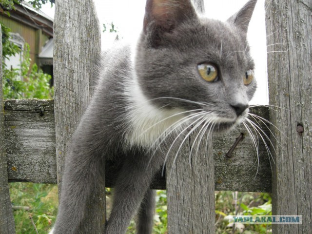 Котовторник  05.11.2013