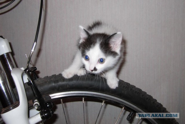 Котовторник  10.12.2013