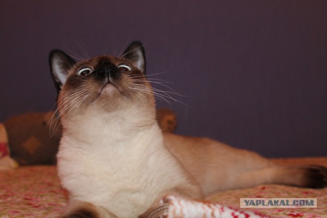 Котовторник 4.02.2014