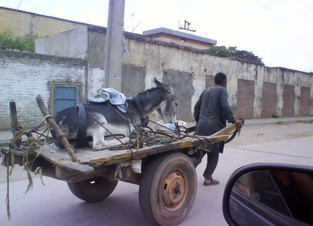Подборка забавных и курьезных фотографий