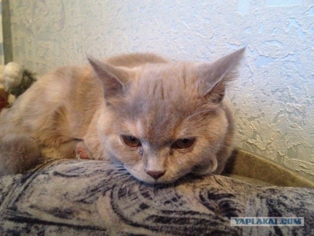 Котовторник 01.04.2014
