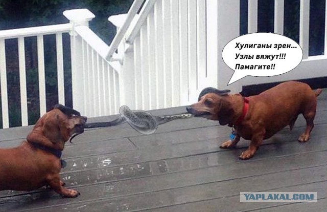 Такса против змеи