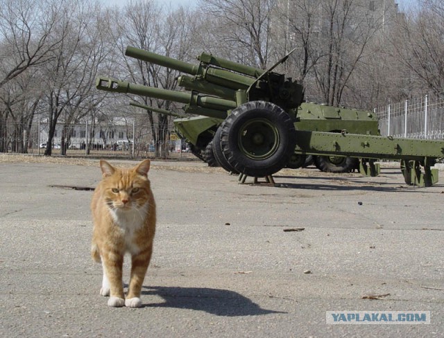 Фото одного котика