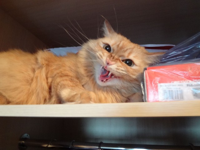 Котовторник 07 04 2015