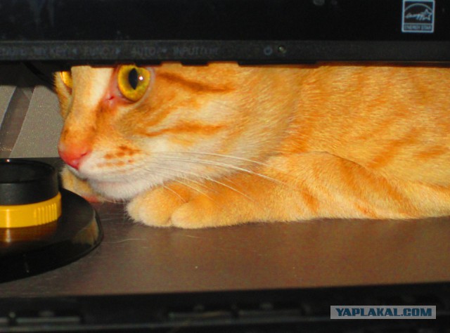 Котовторник 7.07.2015