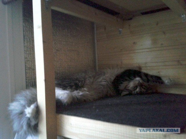 Котовторник 7.07.2015