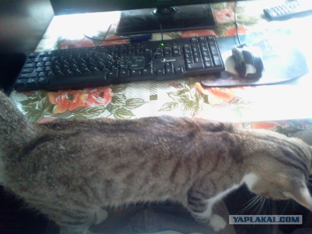 Котовторник 04.08.2015