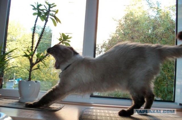 Кот умер