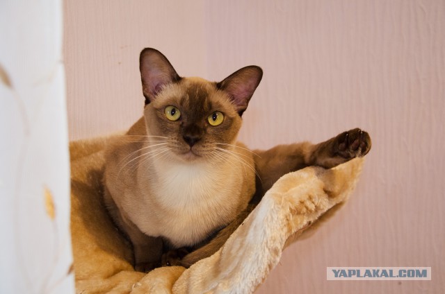 Котовторник 29-09-2015,