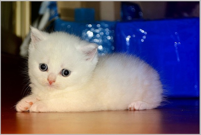 Котовторник 03.11.2015
