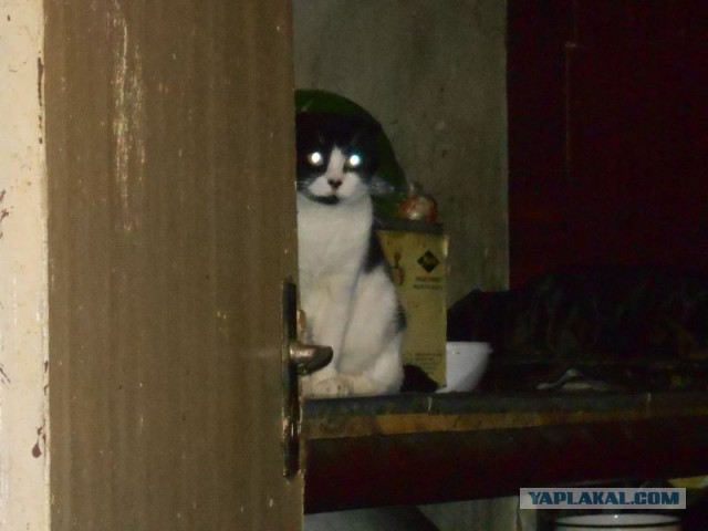 Жизнь домашнего приюта для котеек 87