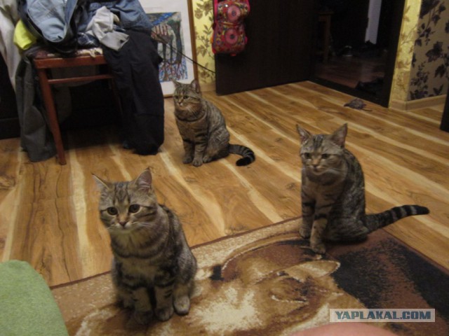 Котооо-о-о-вторник
