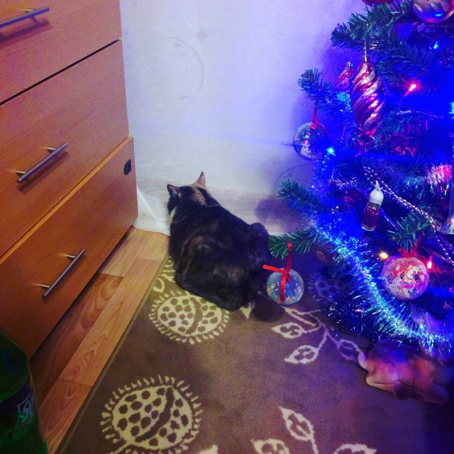 Новый год с котом Антоном