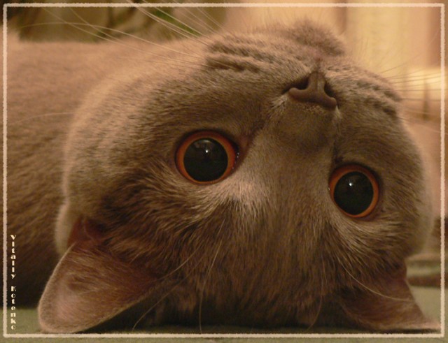 Коты, кошки, котята