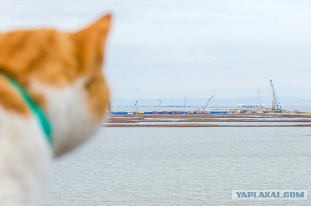 Керчане полюбили мост через пролив