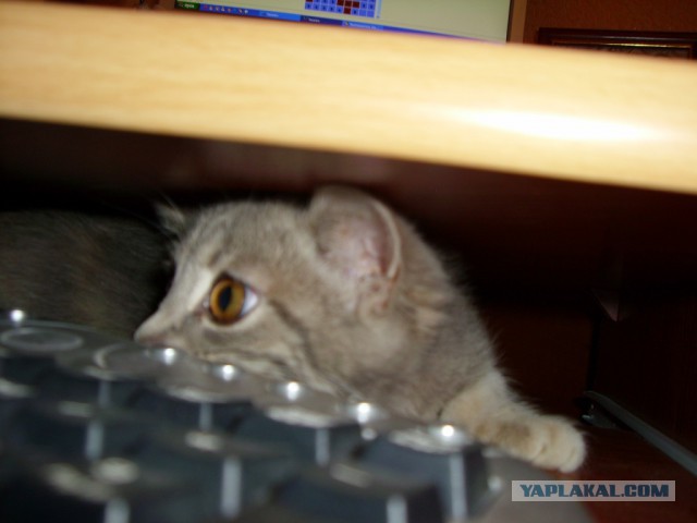 Котовторник 17.05.2016