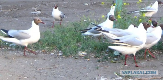 Каких птиц вы видите в городе?