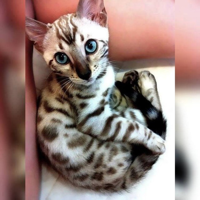 Коты из сети