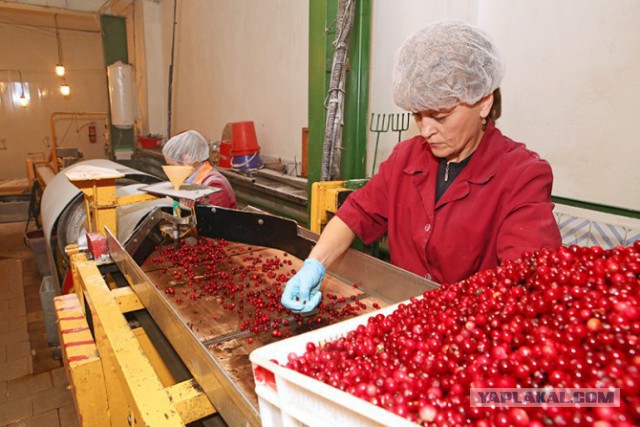Семейный бизнес глубочан перерос в предприятие по изготовлению клюквенных лакомств, Беларусь