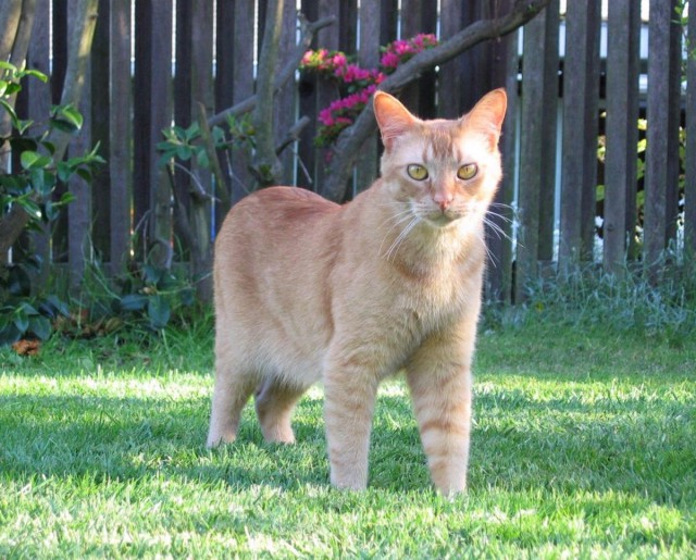 Коты и Кошки