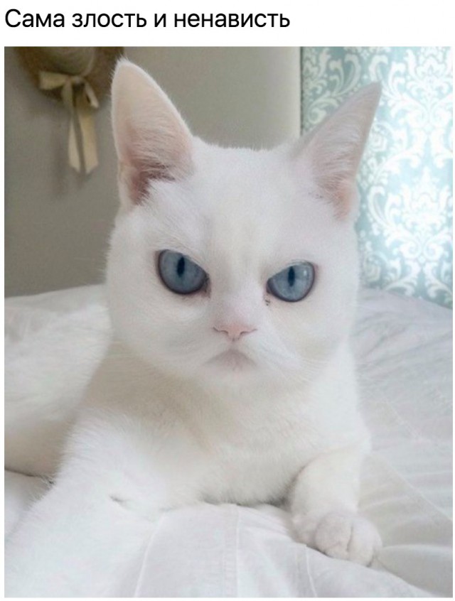 Коты и Кошки