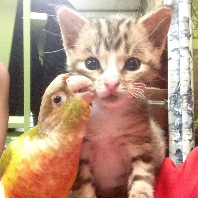 Коты и Кошки