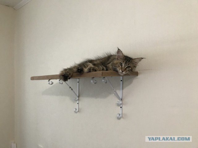 Котомайзинг