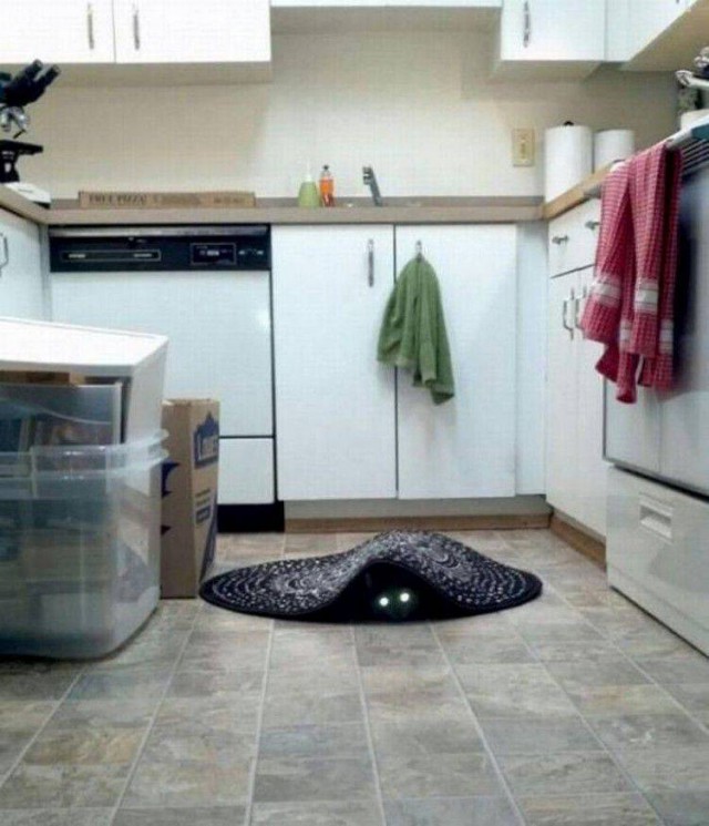 Фотобомбы котов
