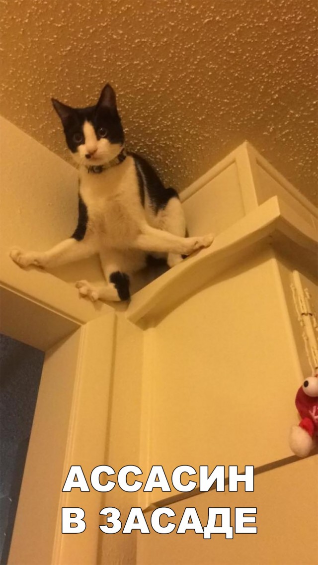 Немного милоты