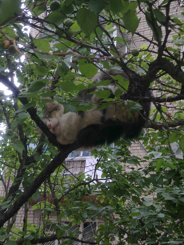 Первый котовторник октября