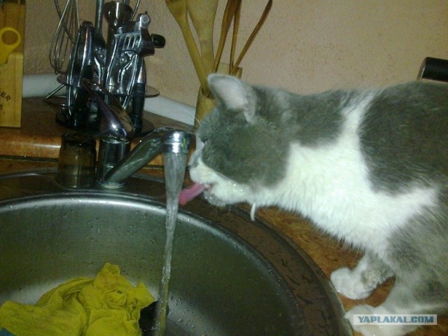Котовторник так котовторник!