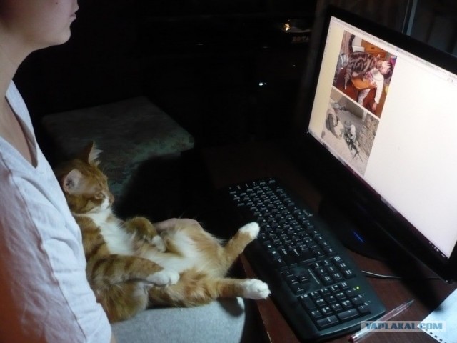 Котовторник! 08.11.11