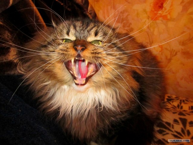 Котовторник! 13.03.2012