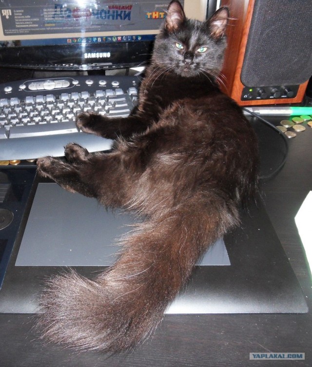 Котовторник 1 мая 2012