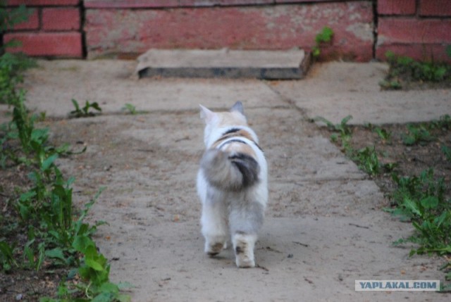 Котовторник на 26.06.12