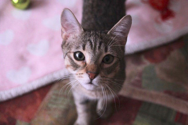 Прикольных котов пост