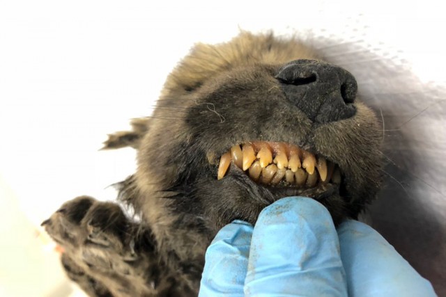 Научные сотрудники из Швеции обнаружили щенка, которому ~18000 лет